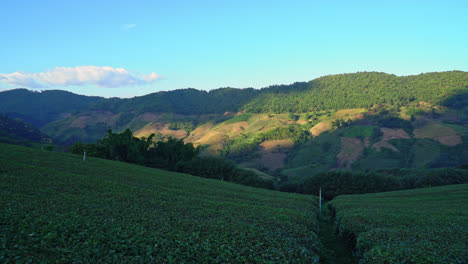 早上在山上种植茶叶