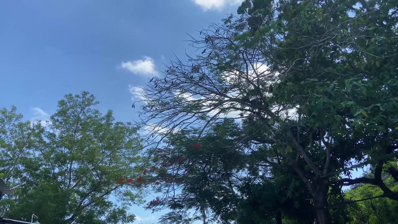 Sunny Blue Sky with Green and Flowering Trees