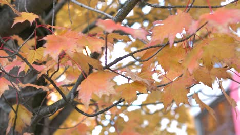 closeup of orange maple leafs on the tree