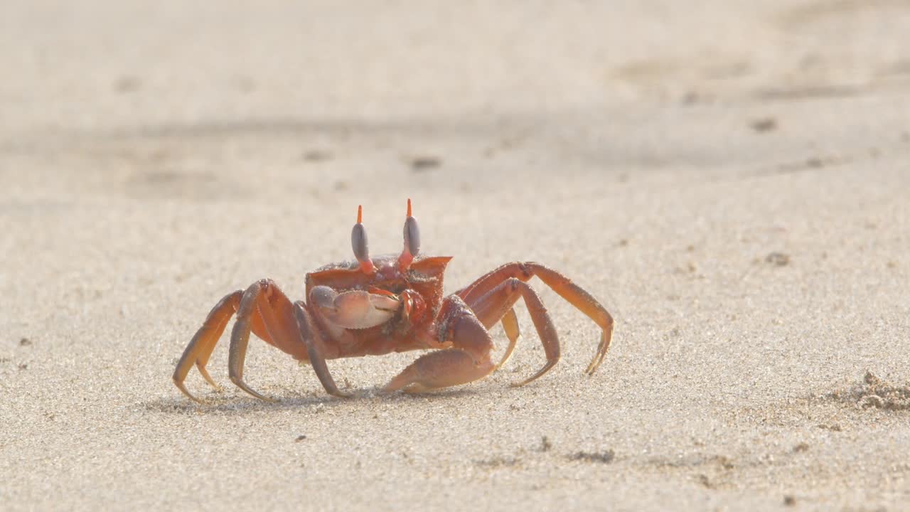 Krabbe samler sand med klør og filtrerer den i munnen Piura Peru, sakte film