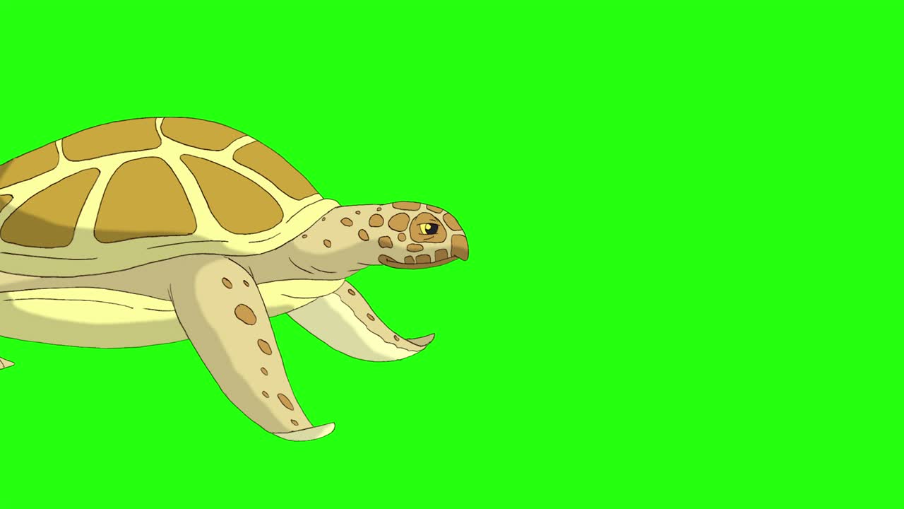 Yellow turtle swims underwater 4K chroma key
