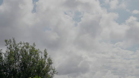 cloudy sky with a tree on the left side, capturing a peaceful and serene outdoor scene