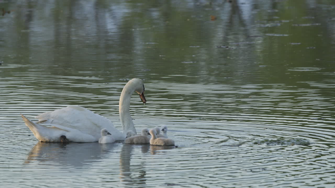 A mother swan guides her baby cygnets on their maiden swim in the pond at dawn.