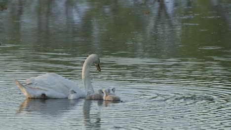 a mother swan guides her baby cygnets on their maiden swim in the pond at dawn.