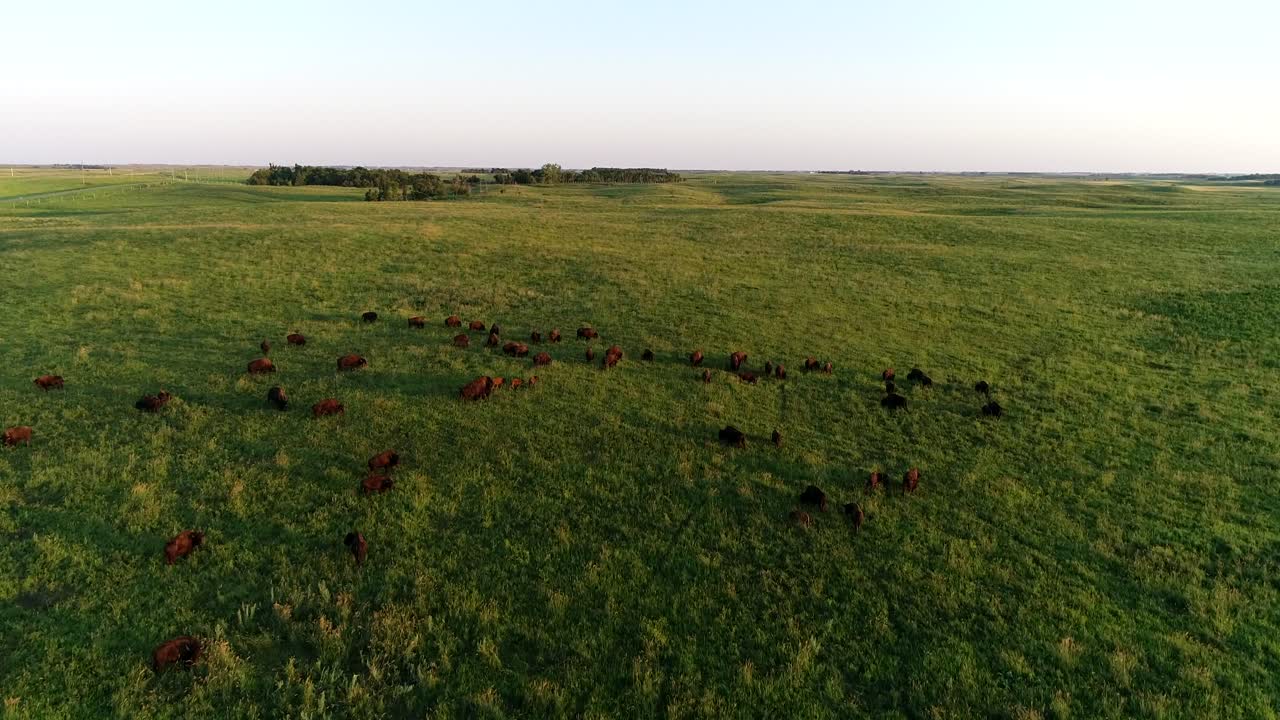 Ripresa aerea con drone in 4K che sorvola una grande mandria di bufali che pascolano in verdi pascoli nelle pianure del South Dakota.