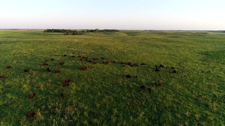 Ripresa aerea con drone in 4K che sorvola una grande mandria di bufali che pascolano in verdi pascoli nelle pianure del South Dakota.