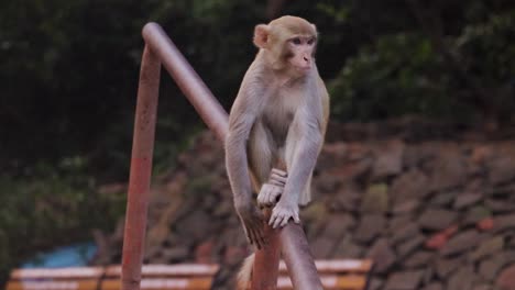 a lazy monkey sitting alone and relaxing on the pole