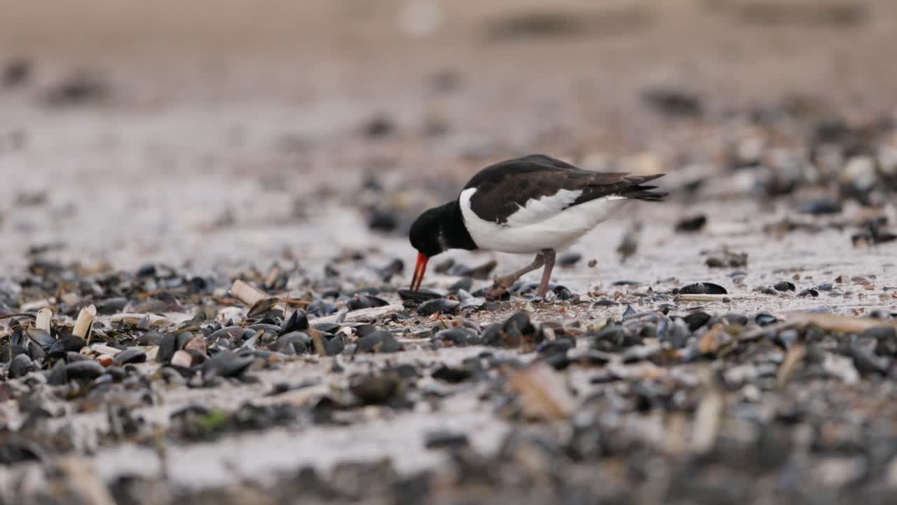해안 에서 먹이 를 찾는 오스트리잡이 들
