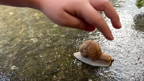 boy touches garden snail with finger