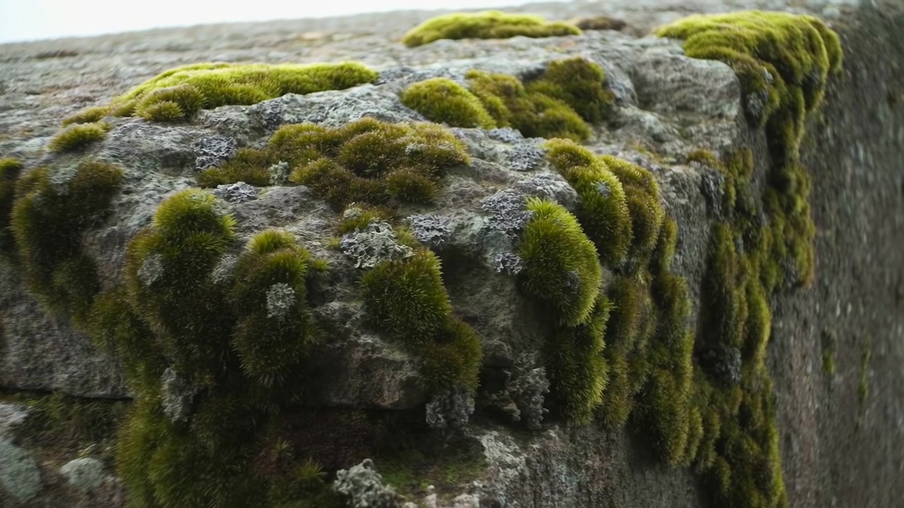 Muro di pietra coperto di muschio, nessuna azione osservata, in un ambiente naturale esterno, con muro di pietra, muschio, con texture di pietra e muschio, da una prospettiva ravvicinata e statica, con accenti verdi e grigi.