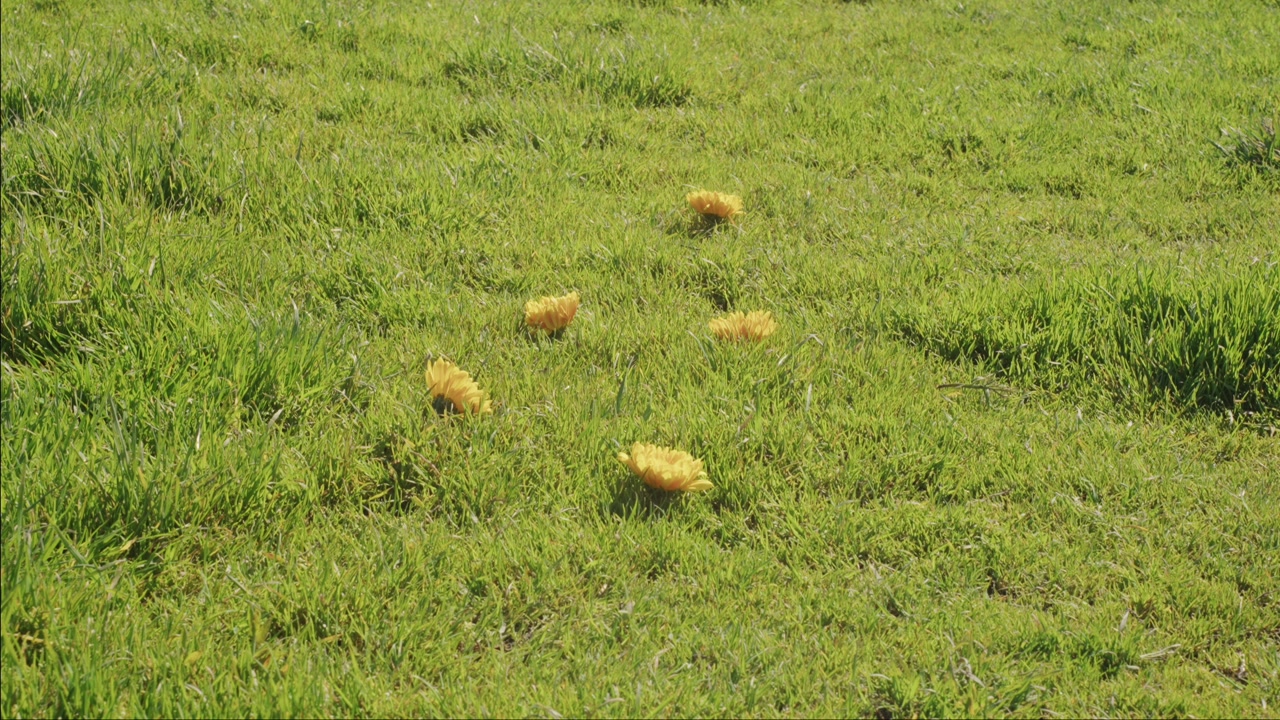 Fiori selvatici gialli riposano nell'erba illuminata dal sole, creando uno sfondo naturale e delicato per