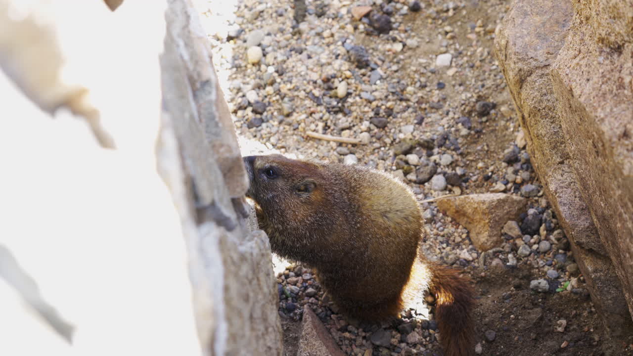 marmota de las montañas rocosas lamiendo rocas
