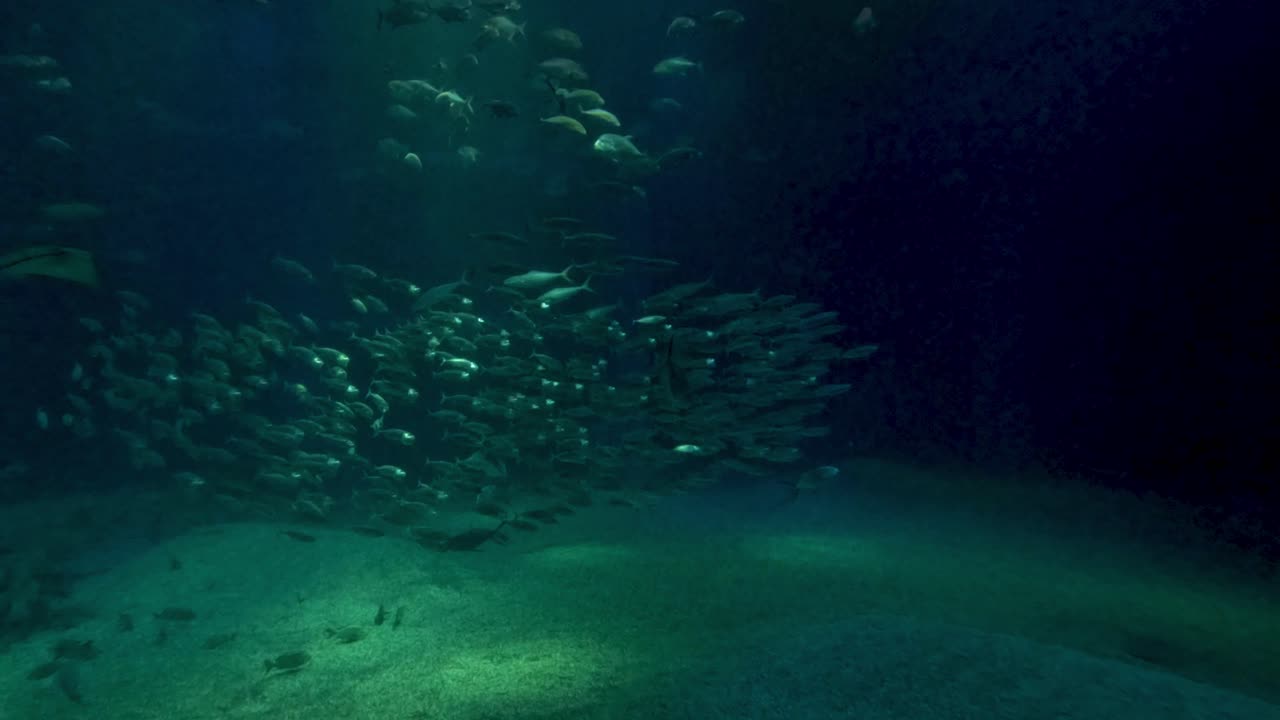 una escuela de peces nadando en un acuario