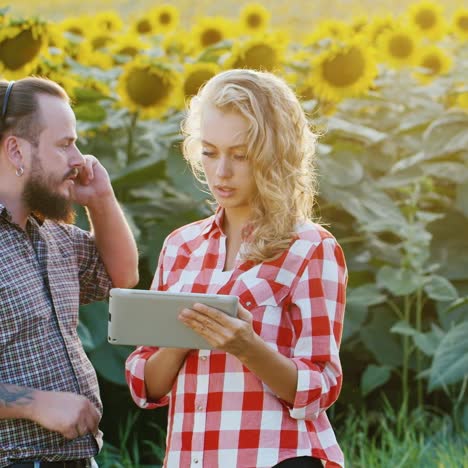 los agricultores trabajan cerca de un campo de girasoles en flor 1