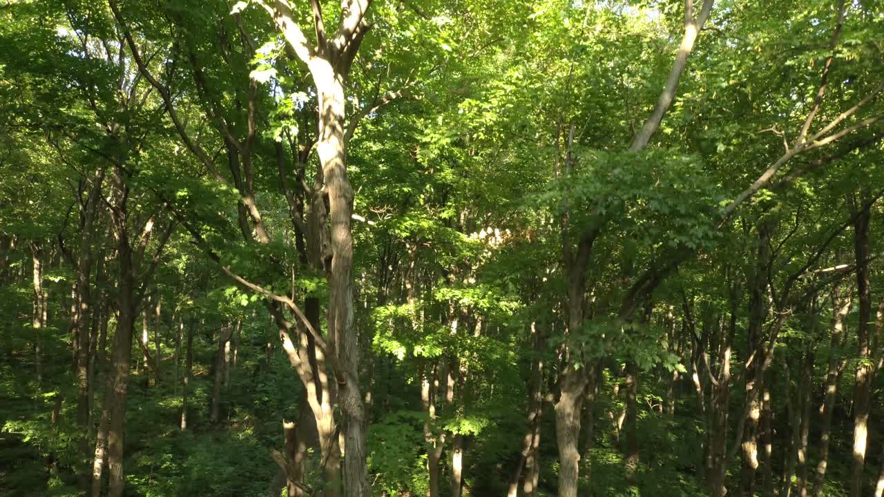 Cool shot of drone flying upwards in forest and breaking tree canopy to show hills