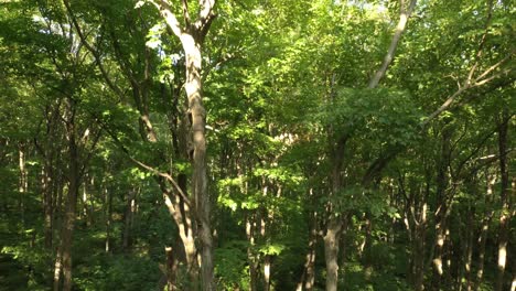 Cool-shot-of-drone-flying-upwards-in-forest-and-breaking-tree-canopy-to-show-hills