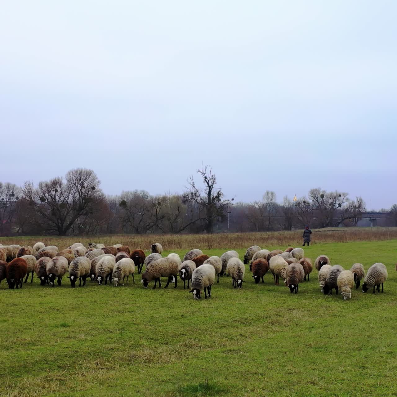 Aerial view of sheep flock running on grassland during autumn