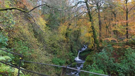 Revealing-shot-from-a-tree-of-a-waterfall-in-a-forest