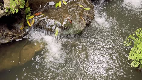 the landscaping of trees with small waterfalls and a variety of plants, the atmosphere is fresh and clear
