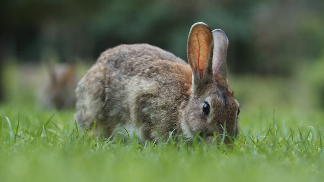 lindos conejos salvajes comiendo tranquilamente en la hierba verde mientras miran hacia arriba en amsterdam, países bajos