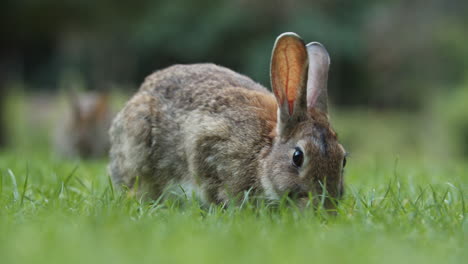 Cute-Wild-Rabbits-Calmly-Eating-On-The-Green-Grass-While-Looking-Up-In-Amsterdam,-Netherlands