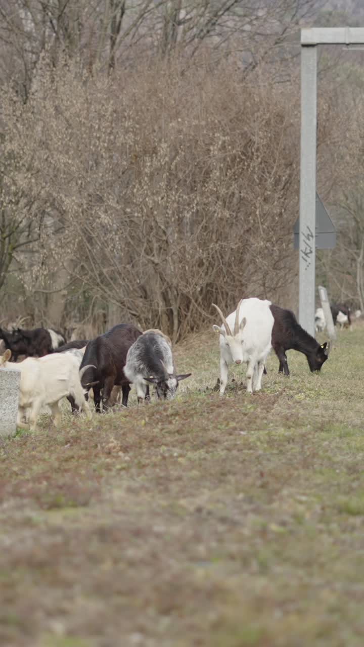 A herd of goats grazing in a field