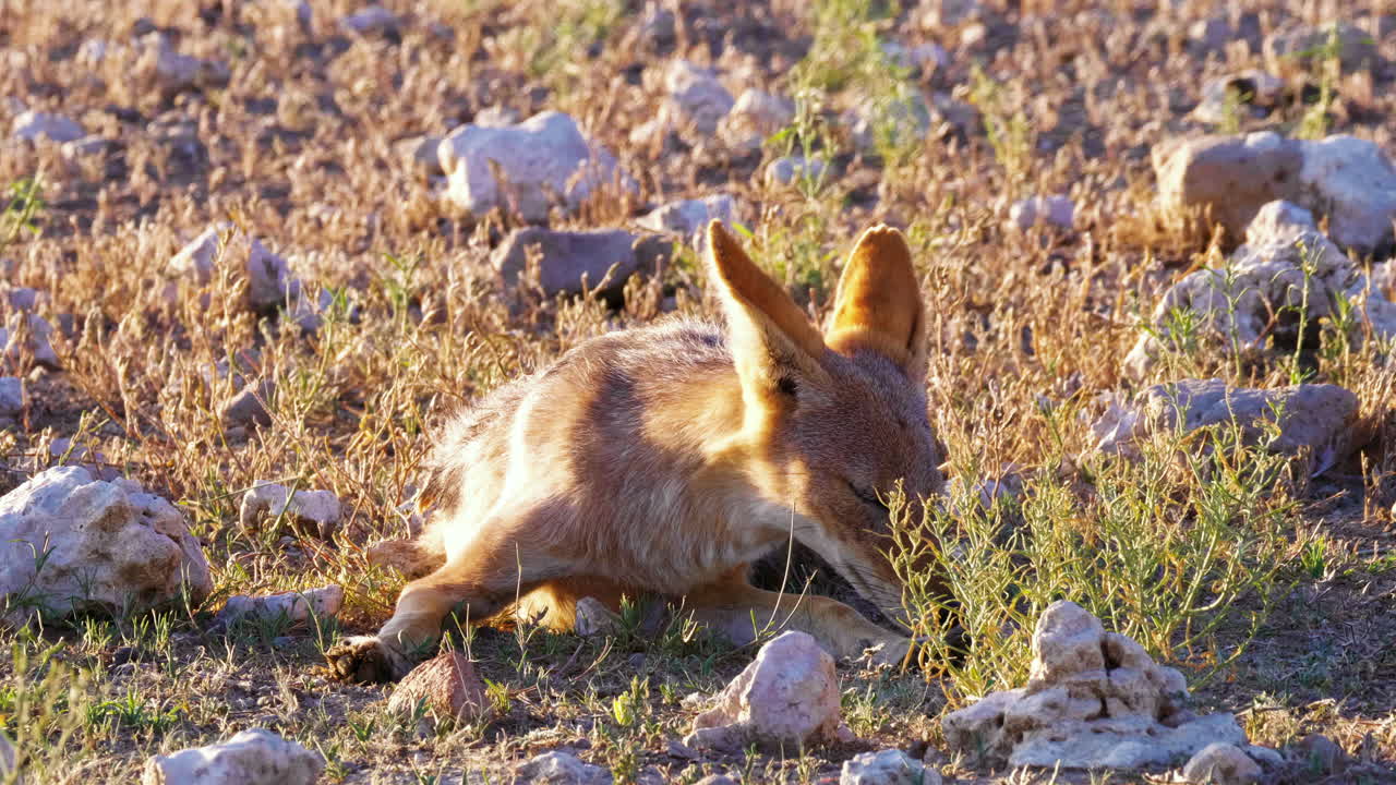 chacal de espalda negra descansando en el suelo rodeado de rocas y tomando el sol en la hermosa luz de la mañana en kalahari, áfrica