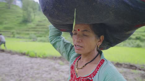 Close-up of Indian female farmer carrying fresh paddy saplings in her hands, ready for transplanting in rice fields, 4k video