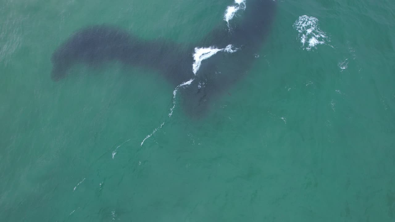 Riesiger Köderfischschwarm im blauen Ozean, South Golden Beach, NSW, Australien – Drohnenaufnahme