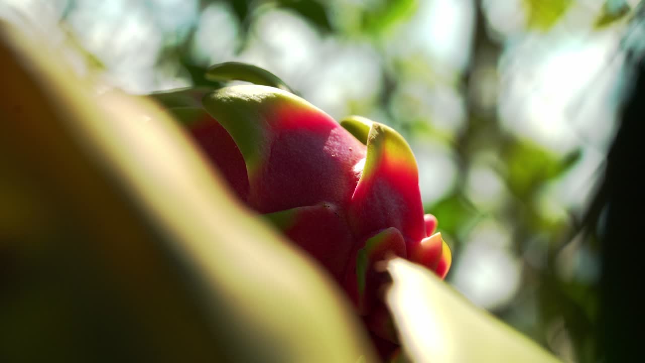 panorámica lenta de cerca disparo de la fruta del dragón blanco fuera de foco fondo luz del sol brillando a través