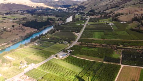 Morgensonne-über-Dem-Riesigen-Grünen-Kirschgarten-Nach-Der-Ernte-In-Der-Nähe-Von-Roxburgh-Im-Zentrum-Von-Otago,-Neuseeland---Luftdrohne