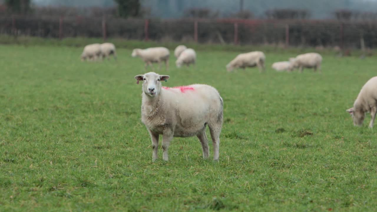 Pecore al pascolo. Inverno. Staffordshire. Regno Unito