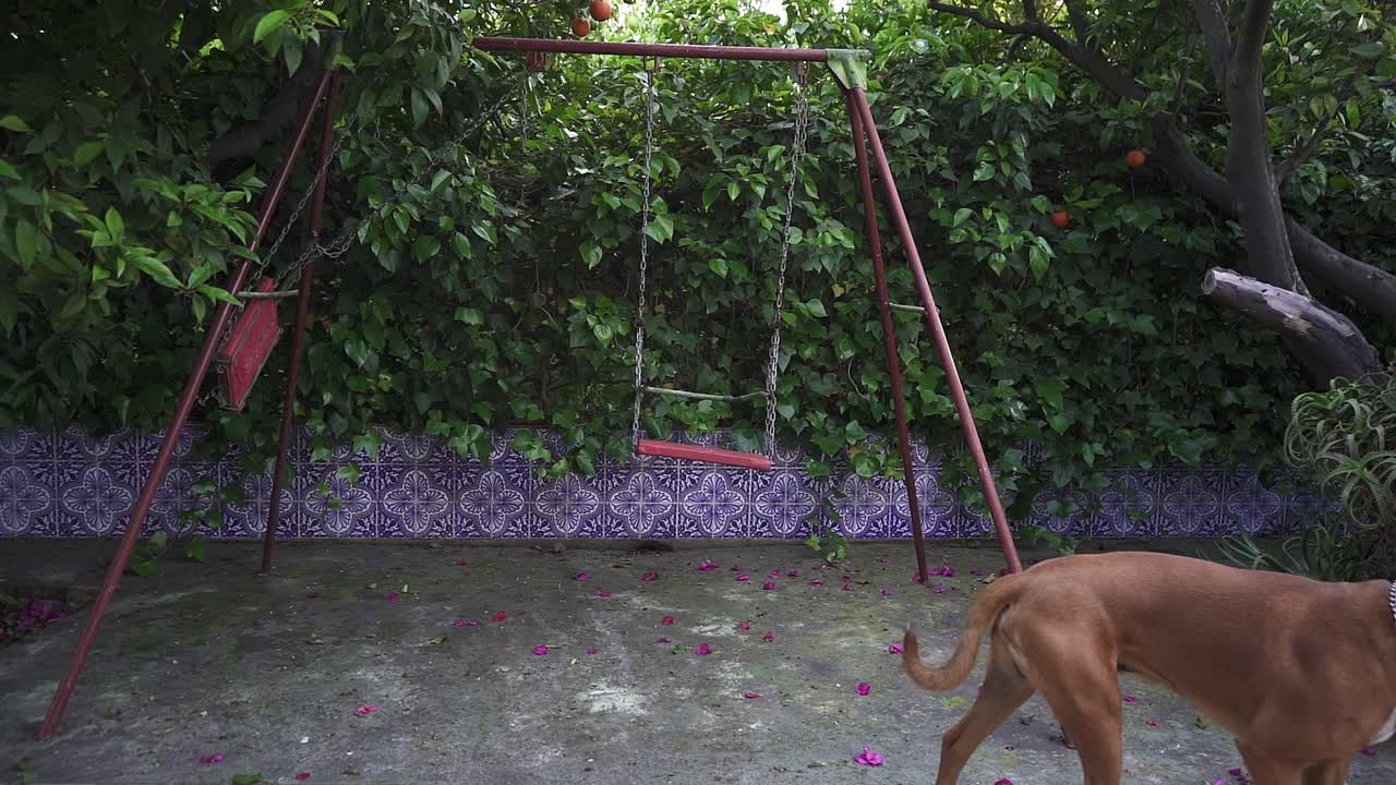 그의 집 마당에서 그네 옆을 걷고 있는 복서 침착한 개