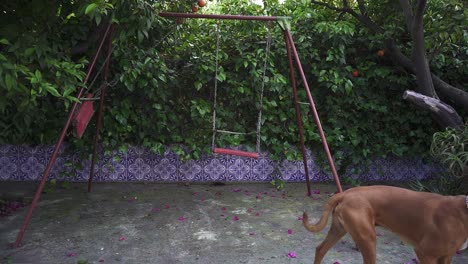boxeador perro tranquilo caminando junto al columpio en el patio de su casa