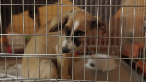 footage of dogs in asylum cage. homeless dogs in a cage in animal shelter. abandoned animal in captivity.