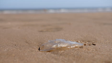 Jellyfish-washed-up-on-beach-in-the-sand-with-waves-rolling-in-from-the-ocean