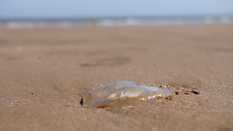 las medusas se lavan en la playa en la arena con olas que llegan del océano