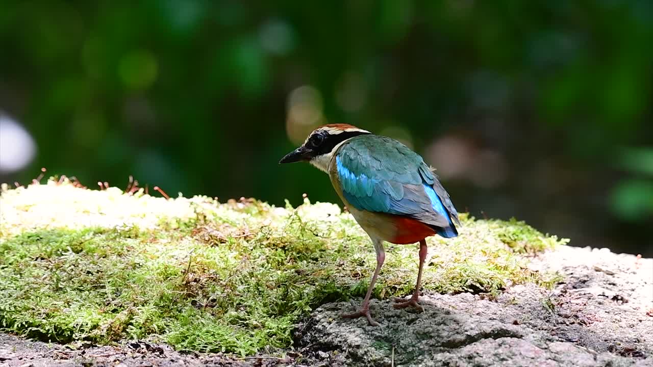 uno de los pittas más buscados y catalogado como una especie vulnerable
