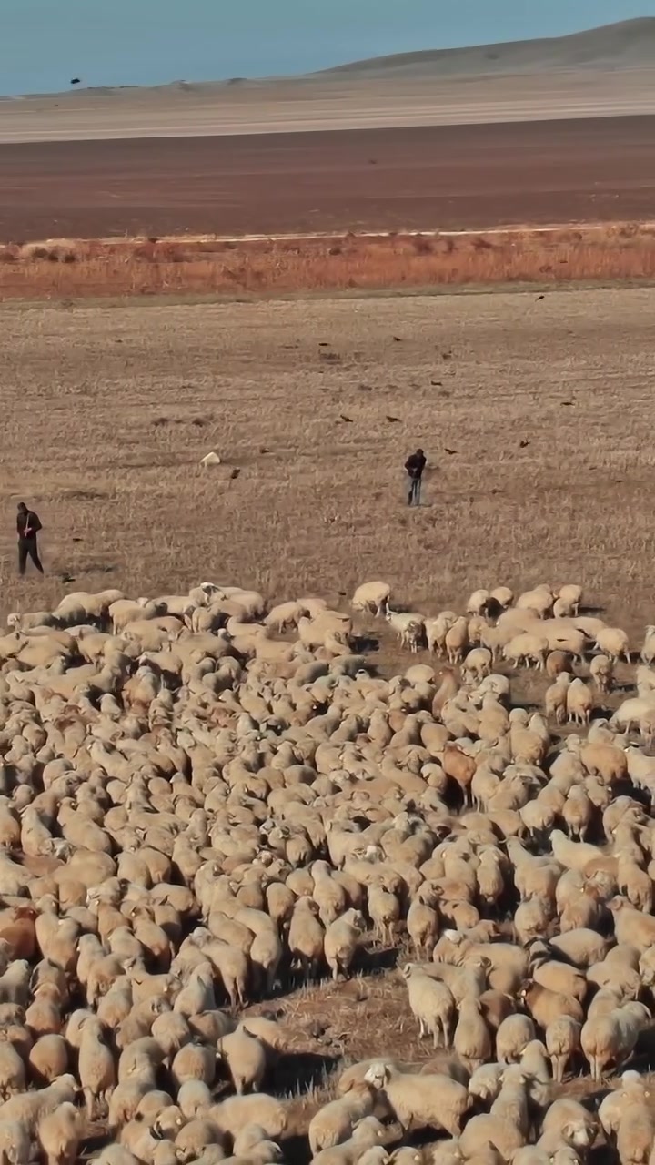 Pecore al pascolo nei campi della Georgia con uccelli che volano sopra