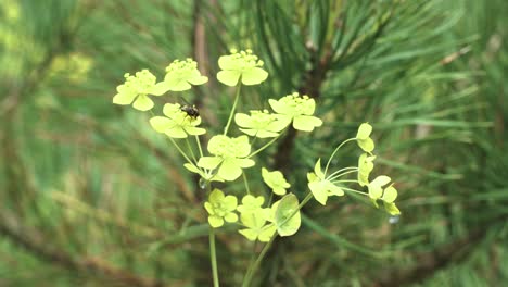 close-up of yellow wildflowers in a forest setting