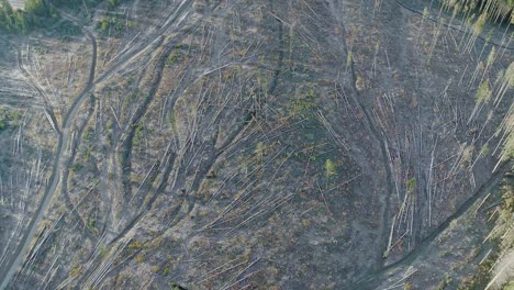 deforestación de bosques antiguos en polonia vista desde arriba, antena