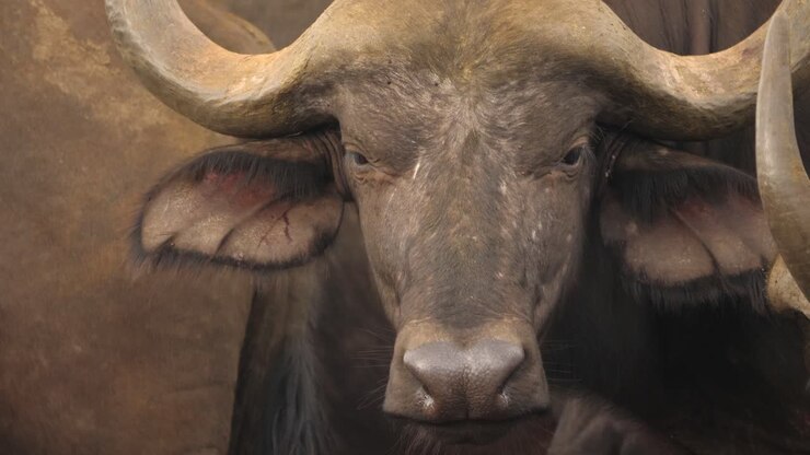 Dettaglio ravvicinato a mano del naso che annusa e del corno ricurvo di un bufalo africano maschio