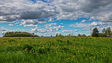 Celosos-Campos-De-Colza-Del-Condado-De-Skane,-Suecia