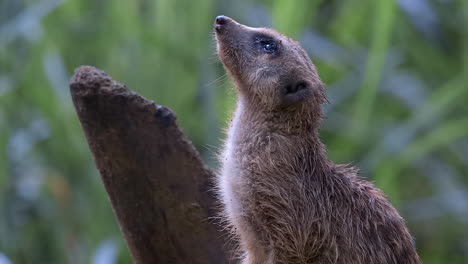 Einzelnes-Erdmännchen,-Das-Aus-Nächster-Nähe-Wachposten-Macht