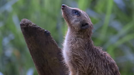 solo suricata haciendo centinela de cerca