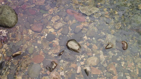 El-Agua-Fluye-Sobre-Rocas-Y-Ladrillos-Multicolores-En-Un-Río-En-Massachusetts.