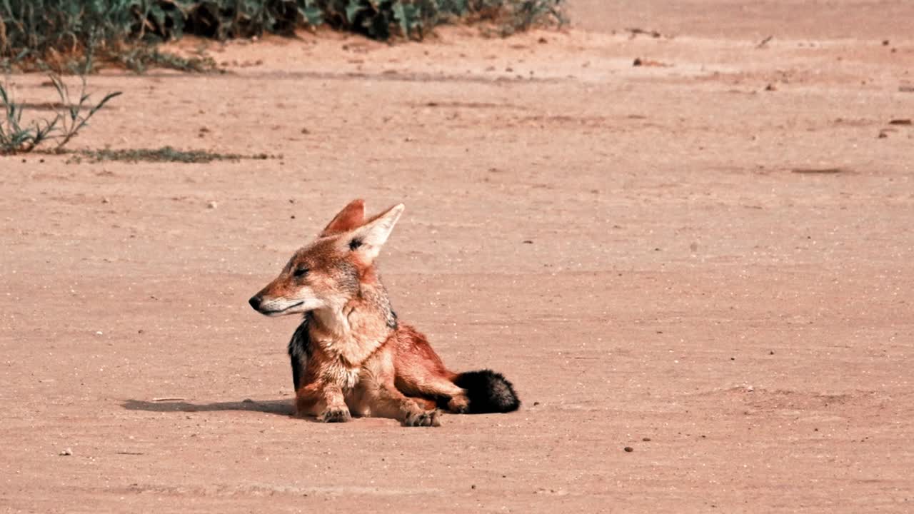 A black backed jackal laying on a dry river bed in the Kalahari in South Africa