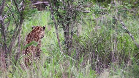 Leopard-waiting-for-prey-in-Sabi-Sands-Game-Reserve-in-South-Africa