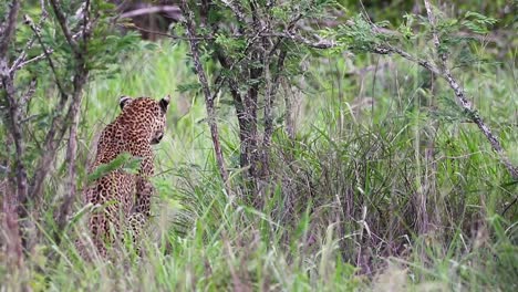 leopardo esperando su presa en la reserva de caza de sabi sands en sudáfrica