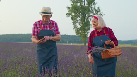 Granjeros-Mayores-Abuelo-Abuela-En-El-Campo-Cultivando-Lavanda-Examinando-La-Cosecha-En-Una-Tableta-Digital